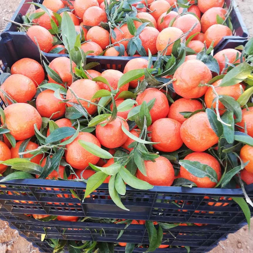 mandarinas i love citrus