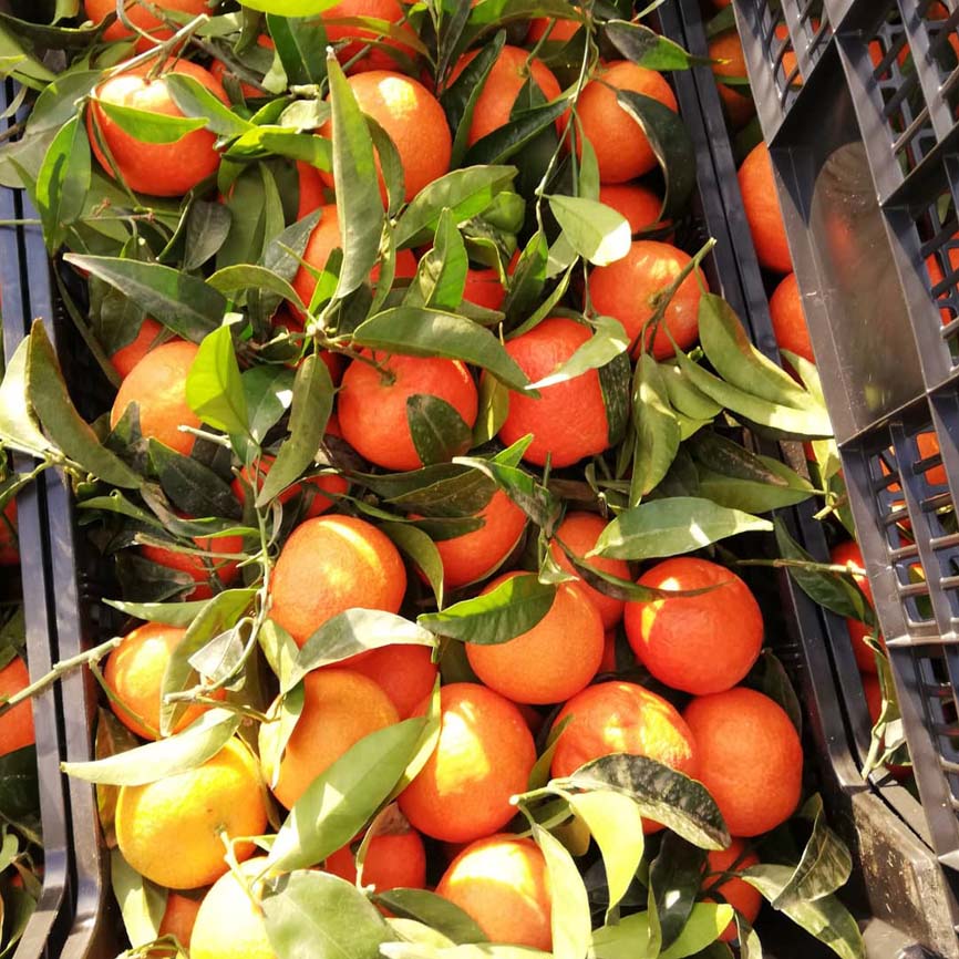 mandarinas i love citrus