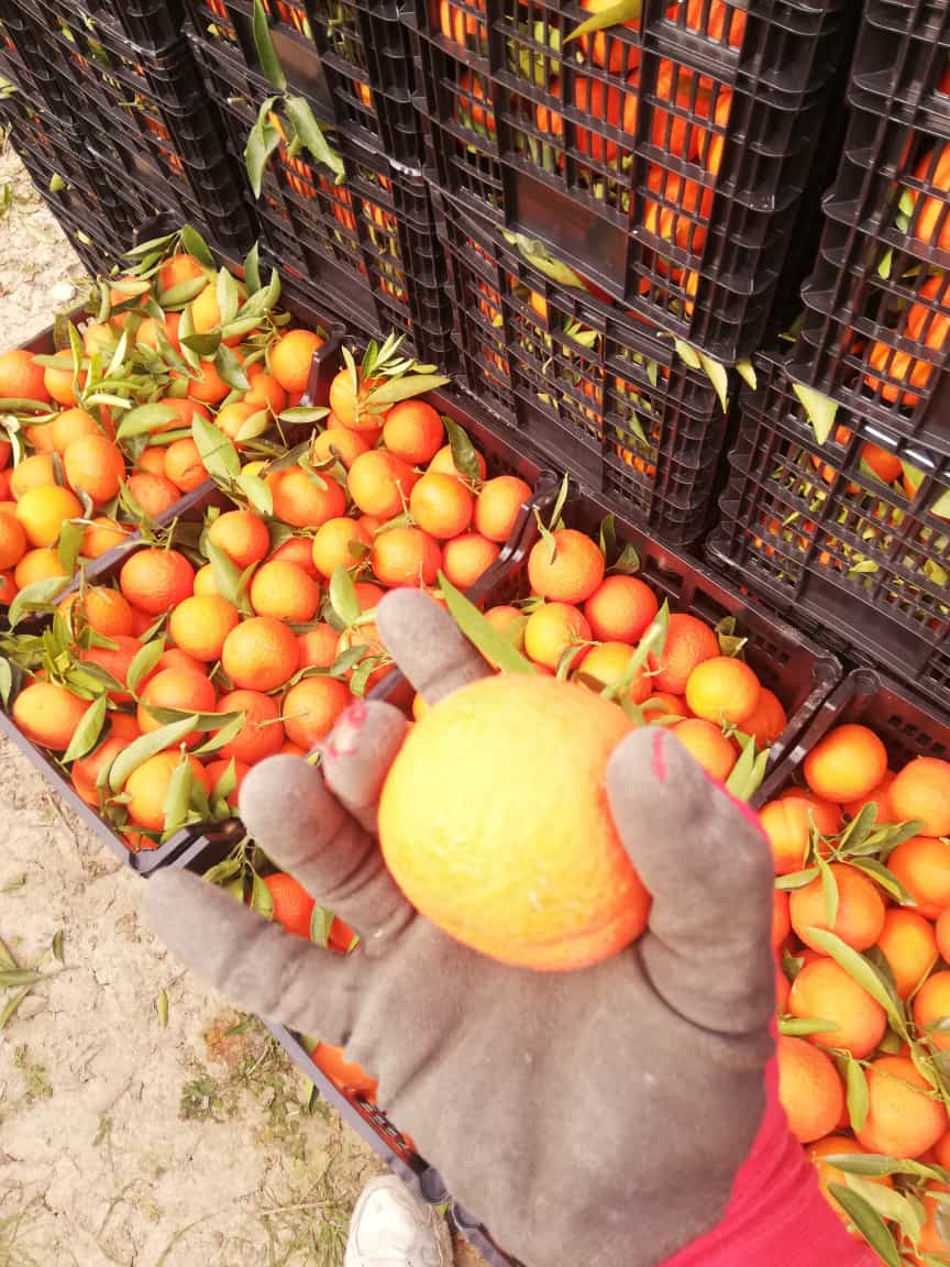 mandarinas i love citrus