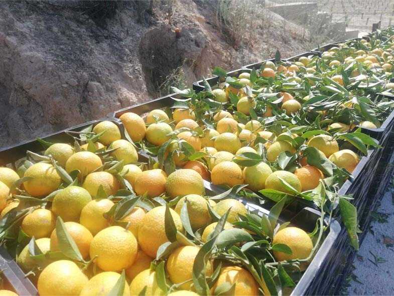 mandarinas i love citrus