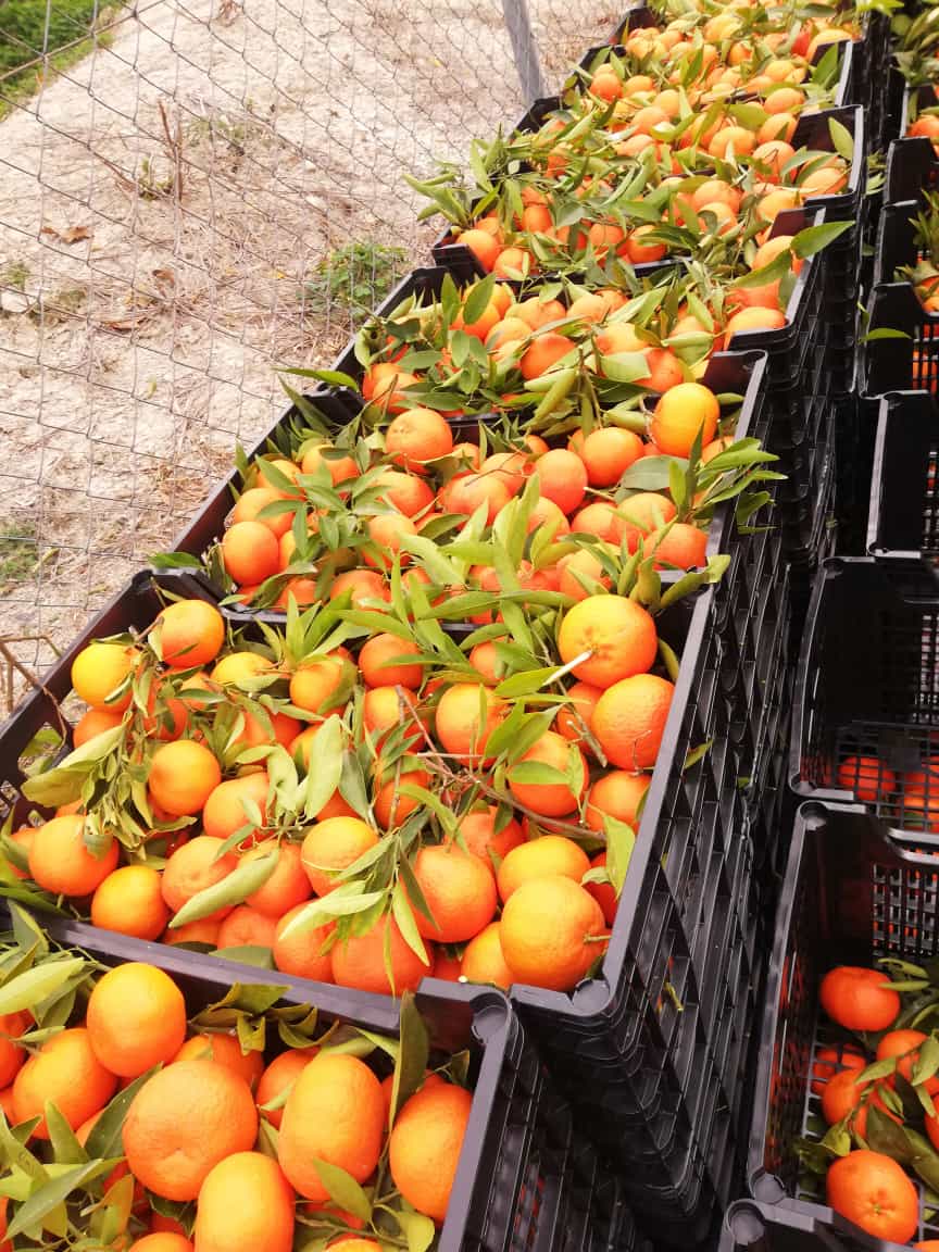 mandarinas i love citrus