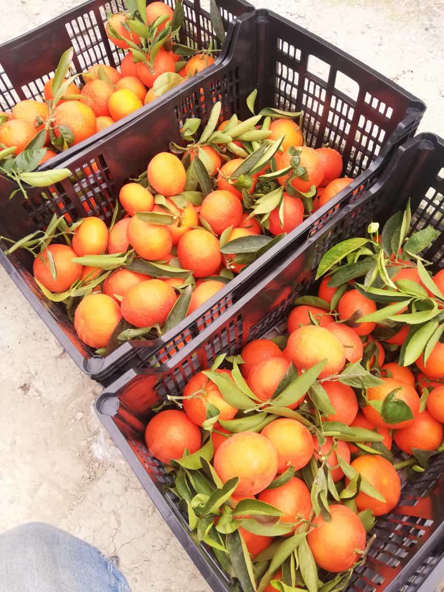 mandarinas i love citrus