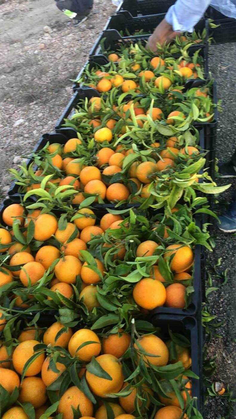 mandarinas i love citrus