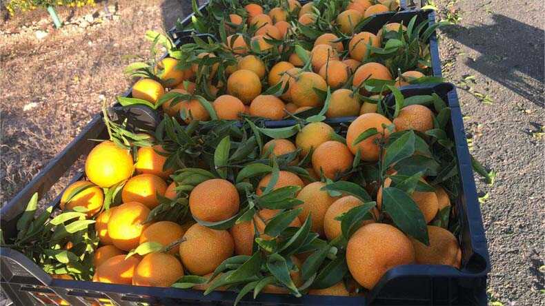 mandarinas i love citrus