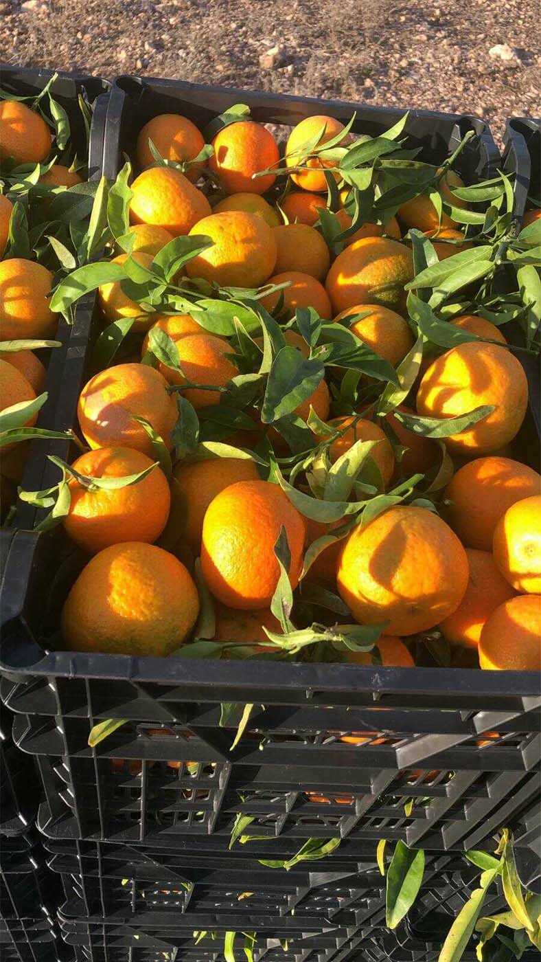 mandarinas i love citrus