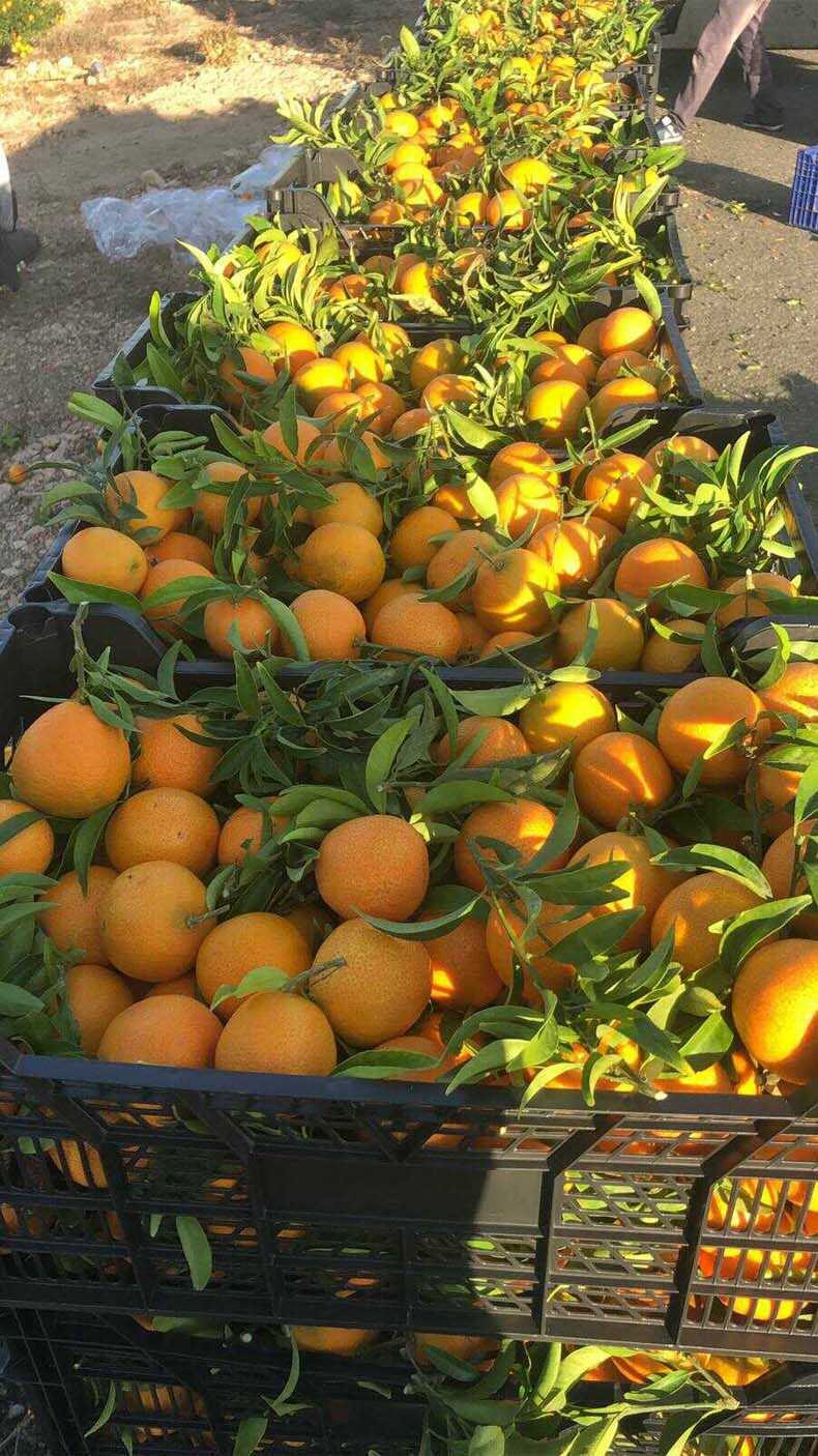 mandarinas i love citrus