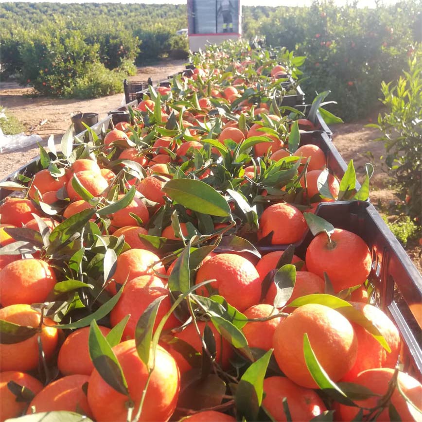mandarinas i love citrus