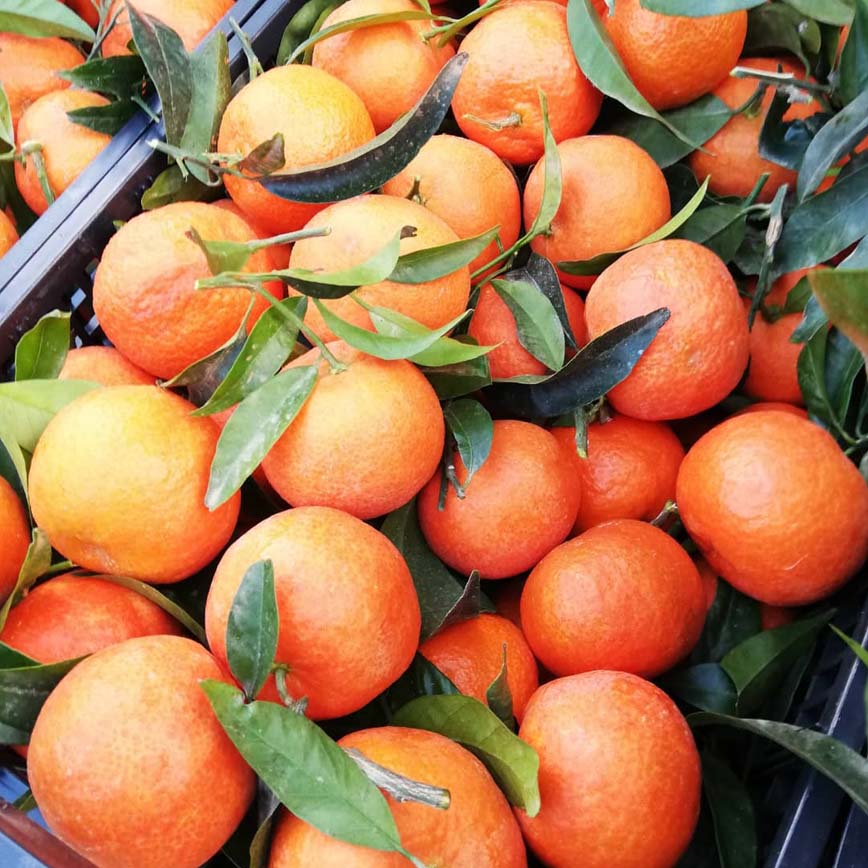 mandarinas i love citrus