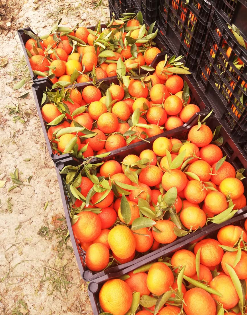 mandarinas i love citrus