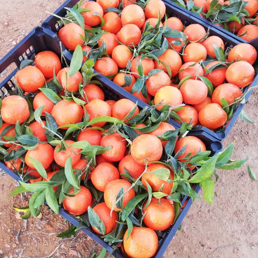 mandarinas i love citrus