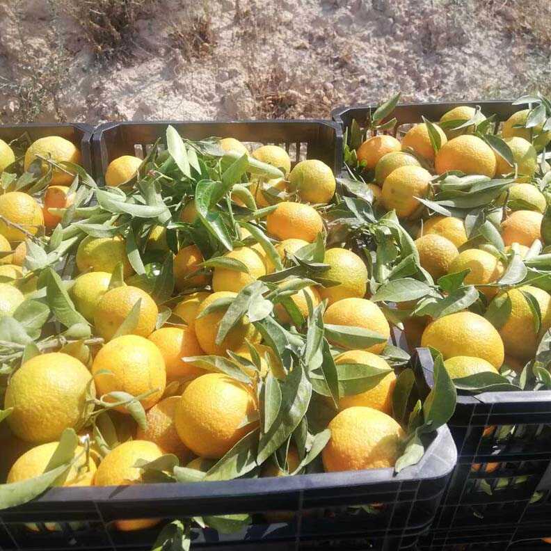 mandarinas i love citrus