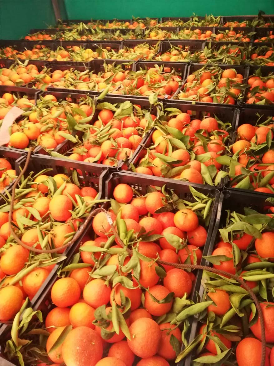 mandarinas i love citrus