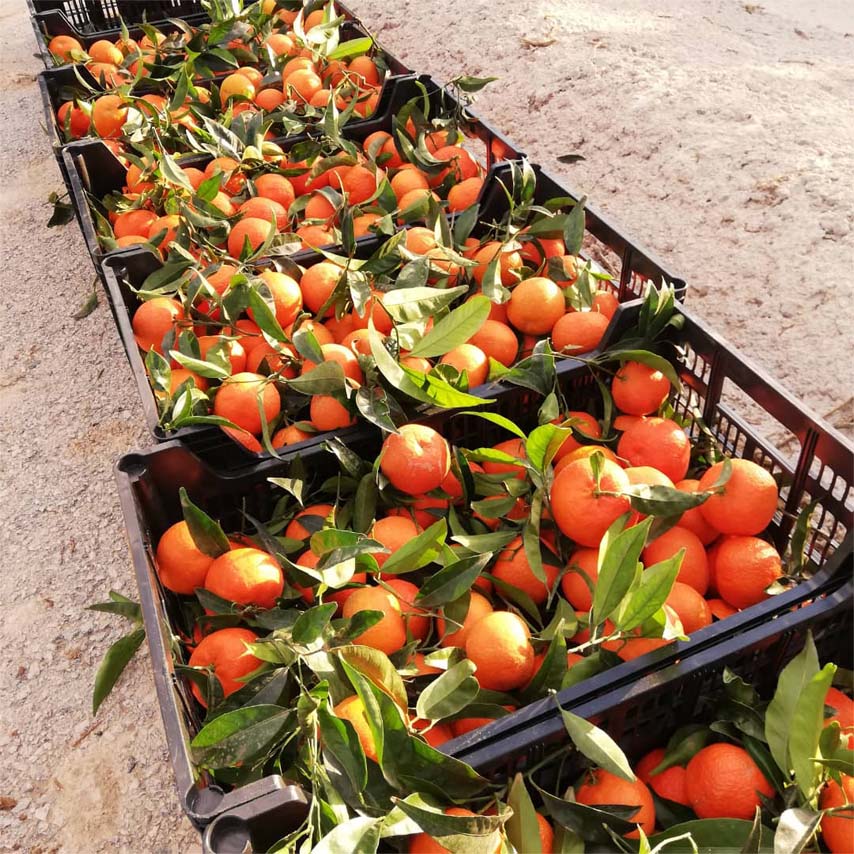 mandarinas i love citrus