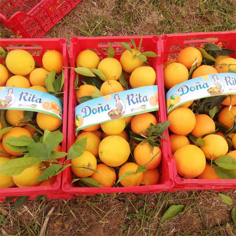 naranjas | i love citrus