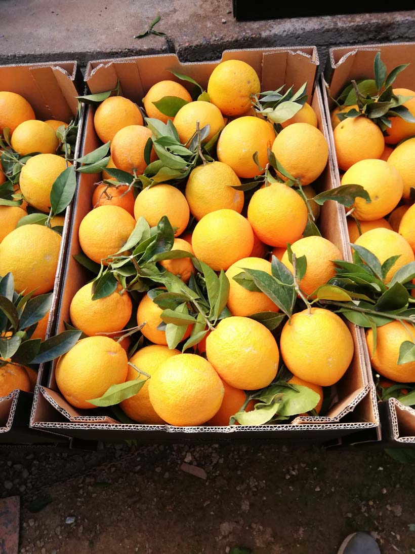 naranjas | i love citrus