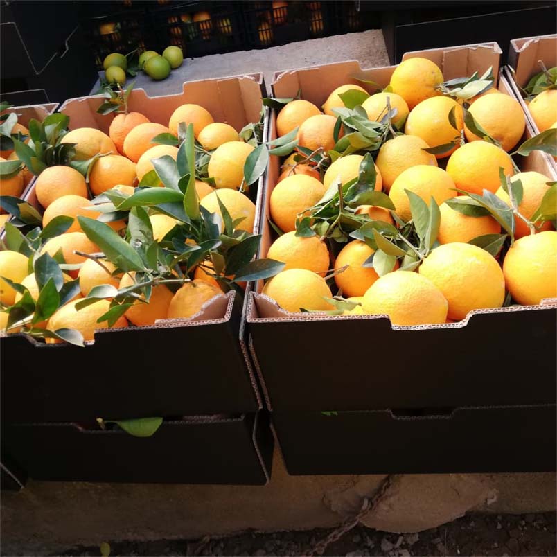 naranjas | i love citrus