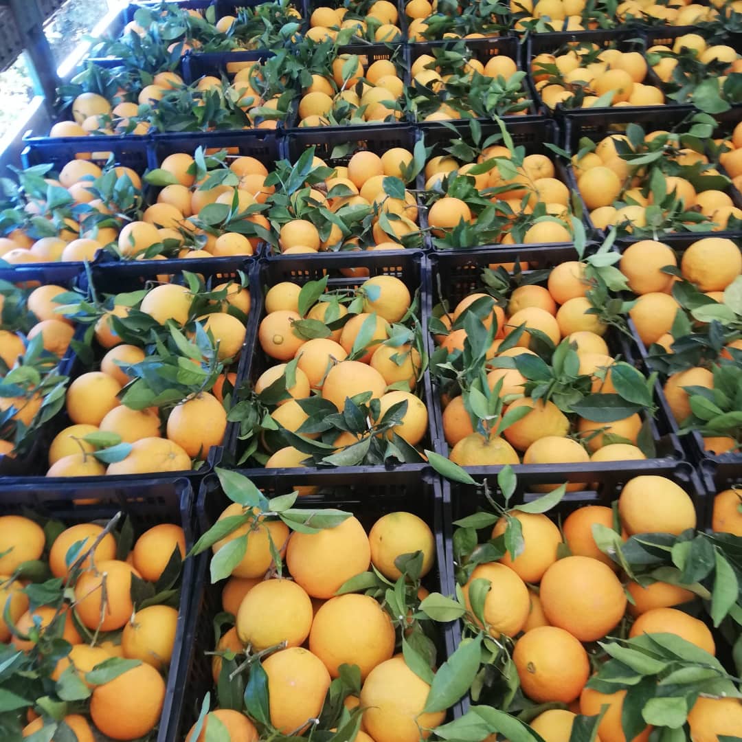 naranjas | i love citrus