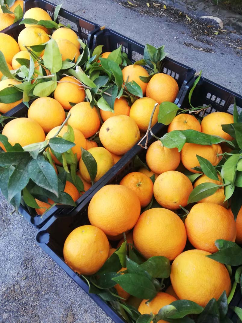 naranjas | i love citrus