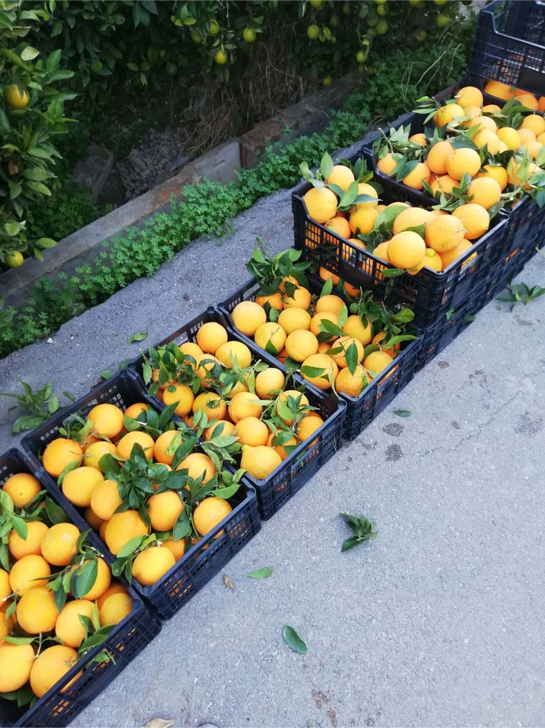 naranjas | i love citrus