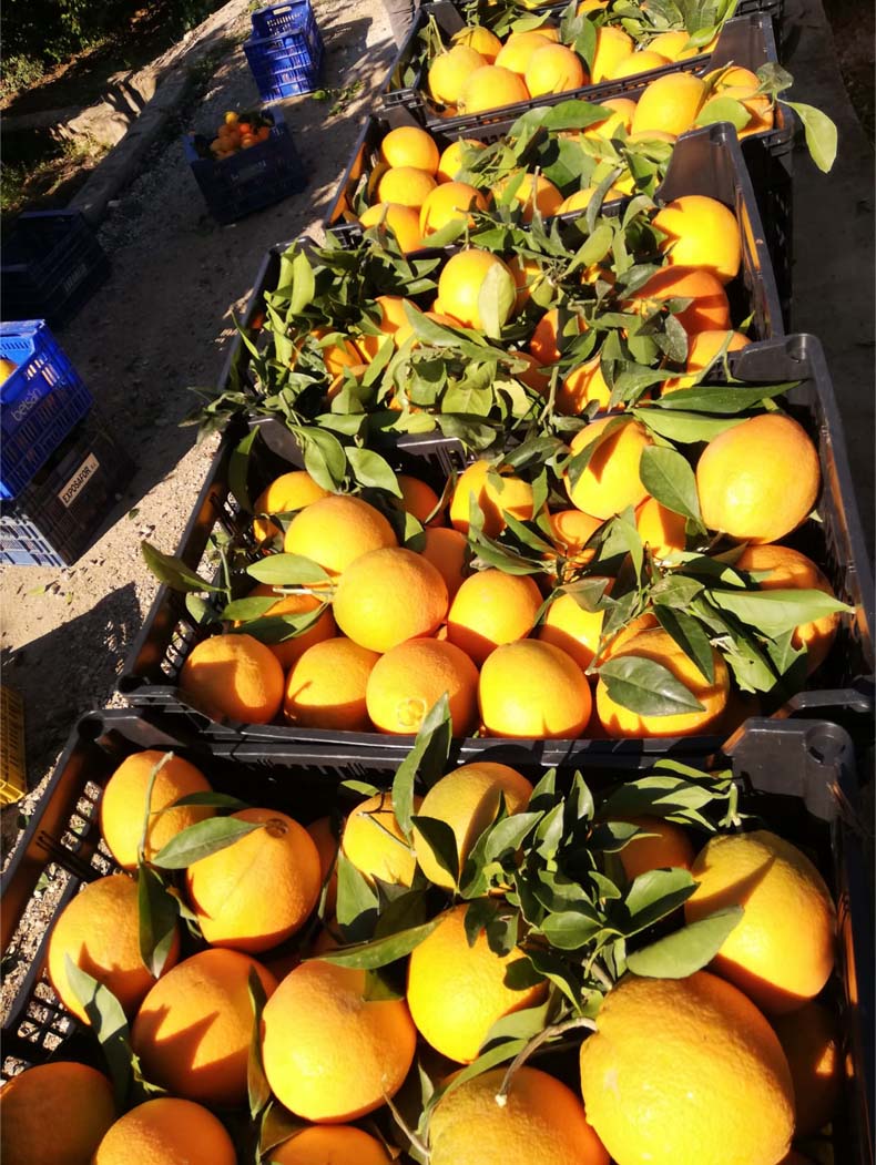 naranjas | i love citrus