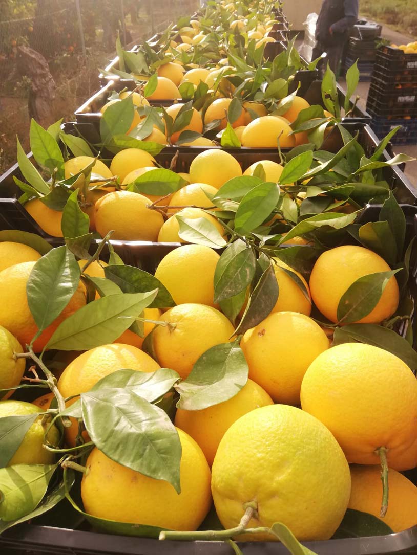 naranjas | i love citrus