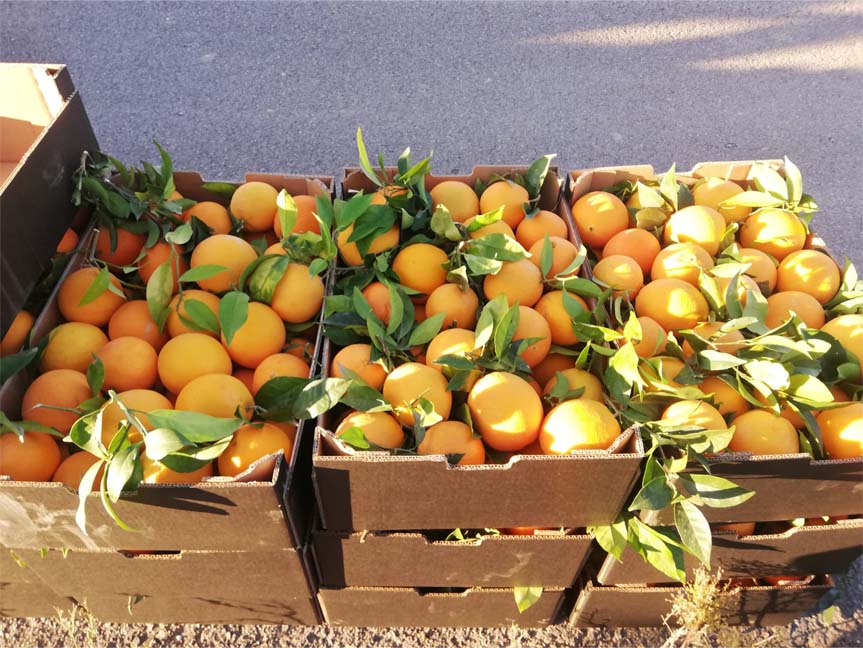 naranjas | i love citrus