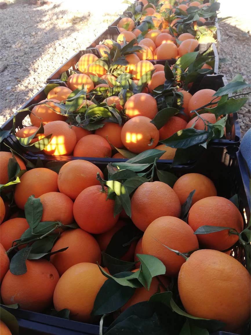 naranjas | i love citrus