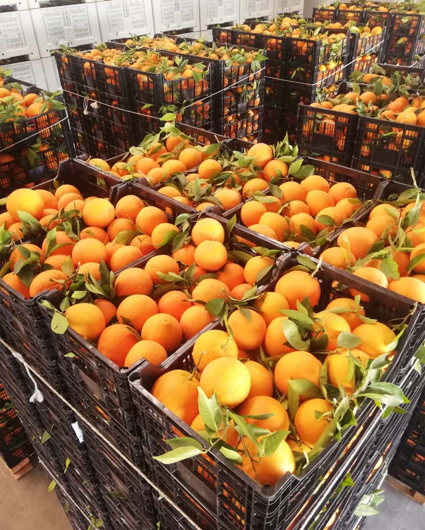naranjas | i love citrus