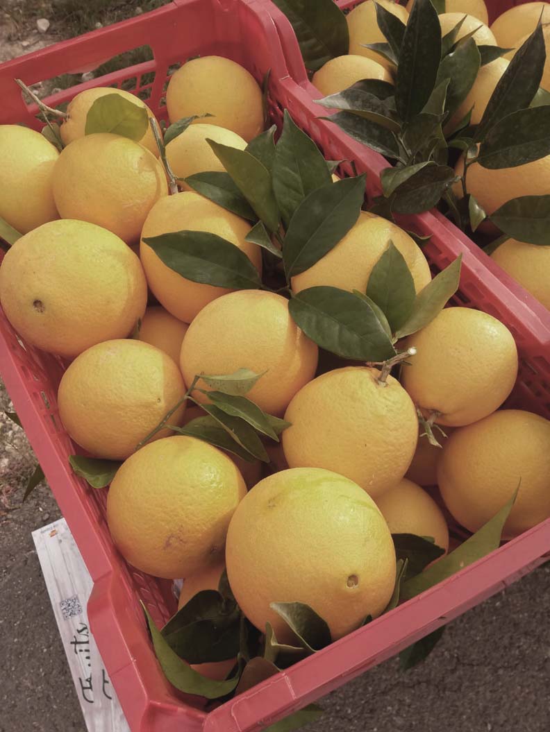 naranjas | i love citrus