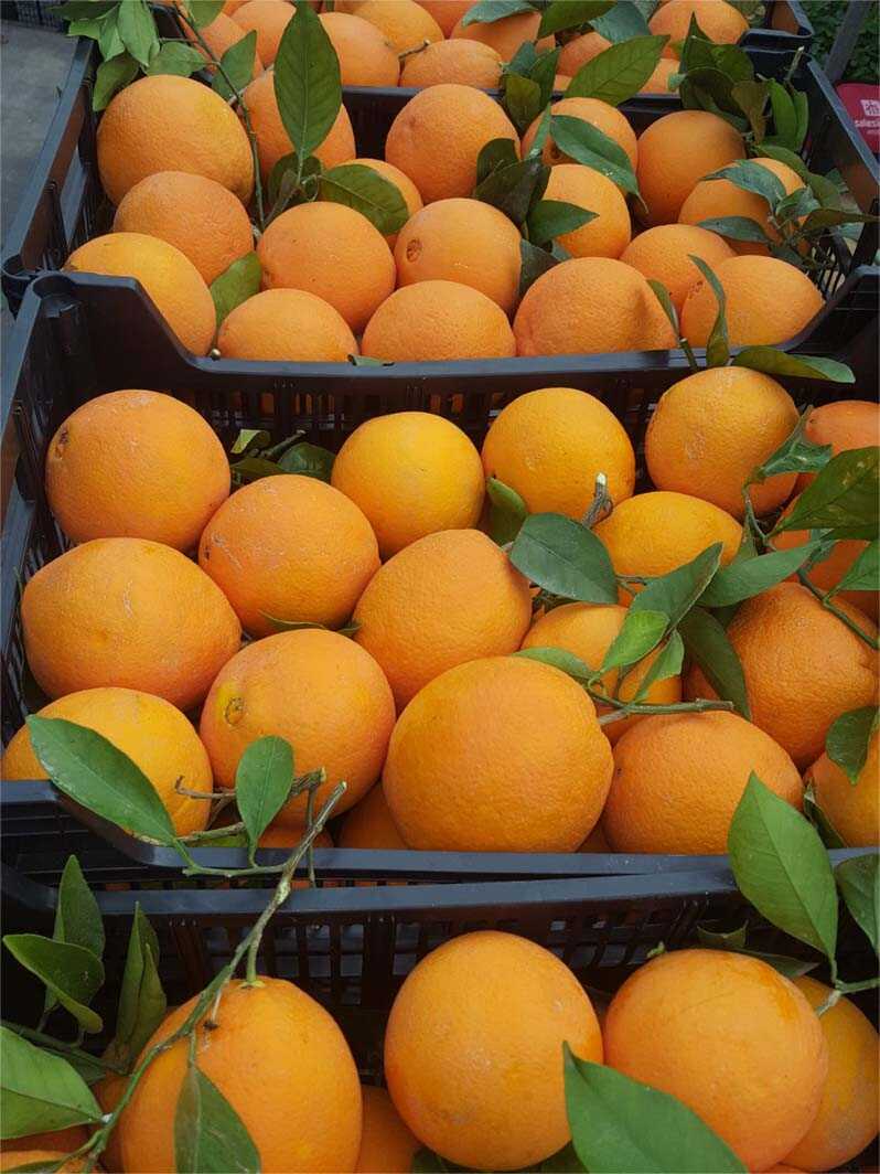 naranjas | i love citrus