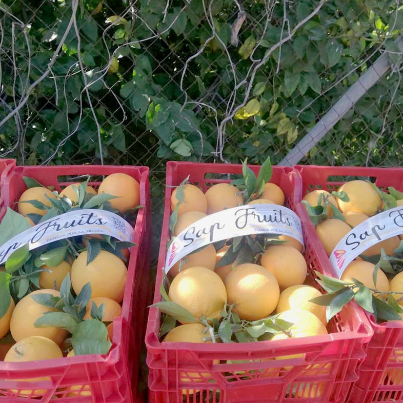 naranjas | i love citrus