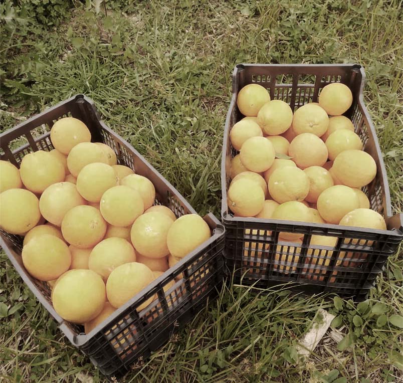 naranjas | i love citrus