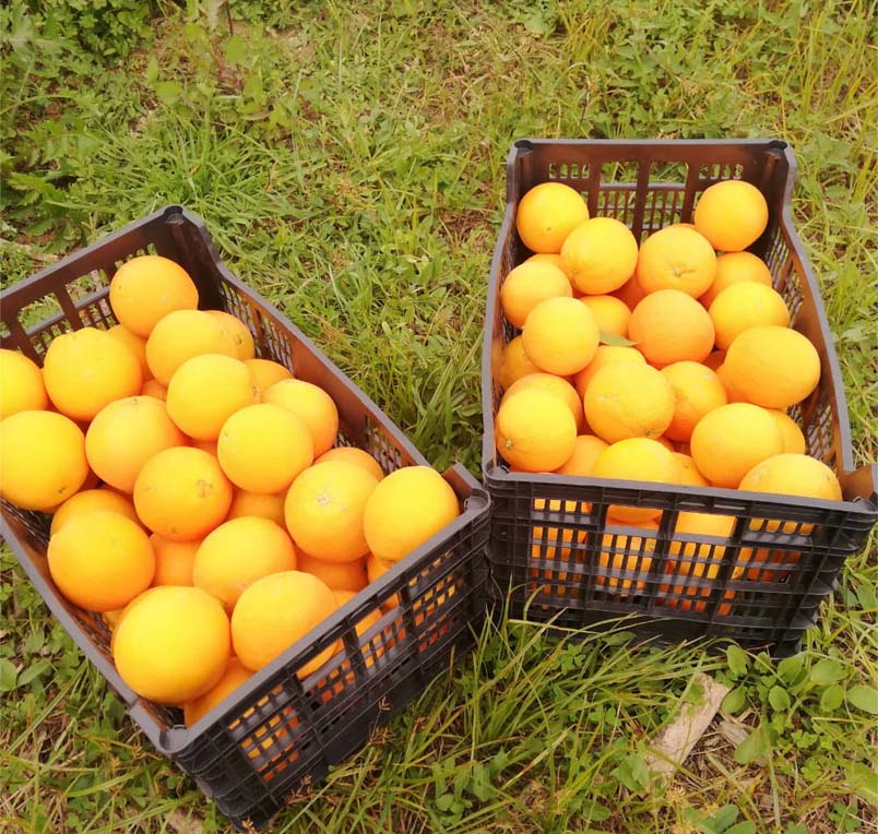 naranjas | i love citrus